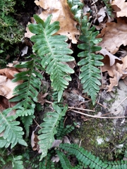 Polypodium vulgare