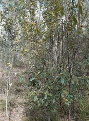 Pomaderris intermedia