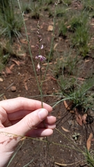 Polygala hottentotta