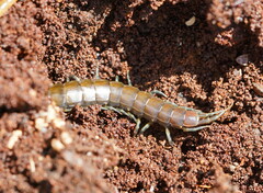 Cormocephalus esulcatus