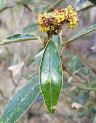 Pomaderris intermedia