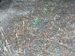 Cynoglossum cheirifolium