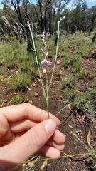 Polygala hottentotta