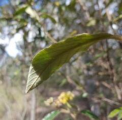 Pomaderris intermedia