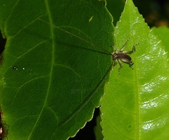 Hemideina crassidens
