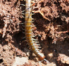 Cormocephalus esulcatus