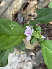 Acanthoideae