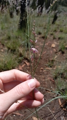 Polygala hottentotta