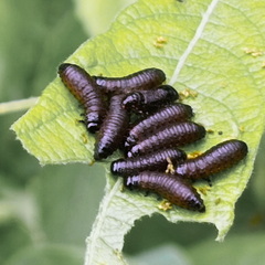 Plagiodera versicolora