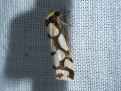 Scaptesyle dichotoma