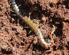 Cormocephalus esulcatus
