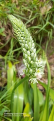 Albuca bracteata