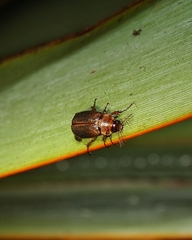 Sericospilus