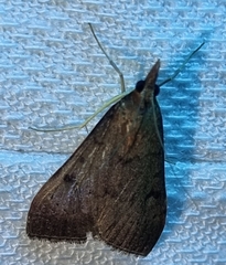 Uresiphita ornithopteralis
