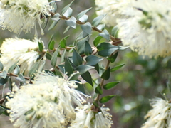 Melaleuca squarrosa