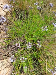 Pentanisia prunelloides