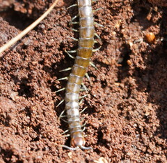 Cormocephalus esulcatus