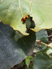 Spilocephalus bipunctatus