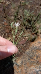 Lactuca inermis