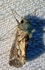 Chrysodeixis argentifera