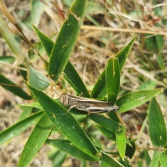 Shirakiacris shirakii