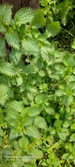 Urtica urens