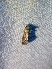 Chrysodeixis argentifera