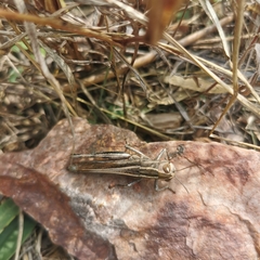 Shirakiacris shirakii