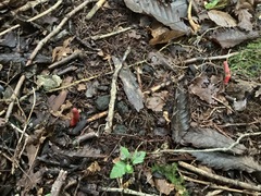 Trichoderma cornu-damae