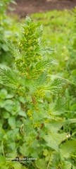 Urtica urens