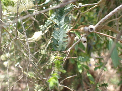 Melaleuca squarrosa