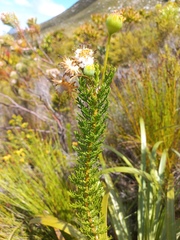 Euryops abrotanifolius