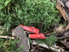 Trichoderma cornu-damae