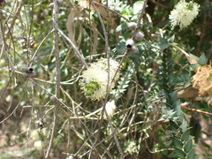 Melaleuca squarrosa