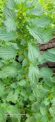 Urtica urens