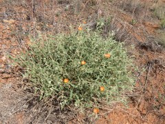 Sphaeralcea hastulata