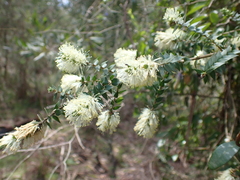 Melaleuca squarrosa