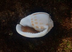 Phalium areola