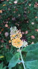 Buddleja weyeriana