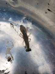 Alpheidae
