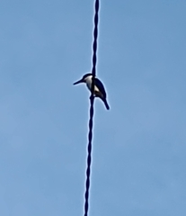 Todiramphus macleayii