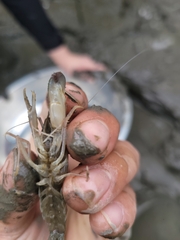 Alpheidae