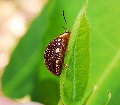 Paropsis ornata