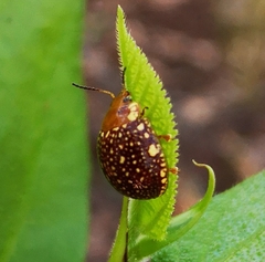 Paropsis ornata