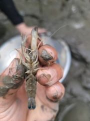 Alpheidae