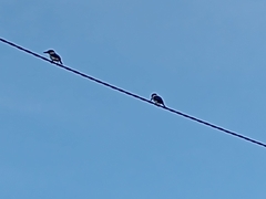 Todiramphus macleayii