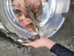 Alpheidae