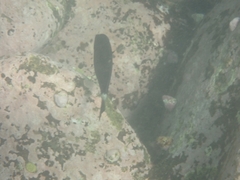 Prionurus microlepidotus