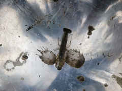 Alpheidae