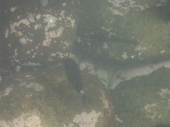 Prionurus microlepidotus